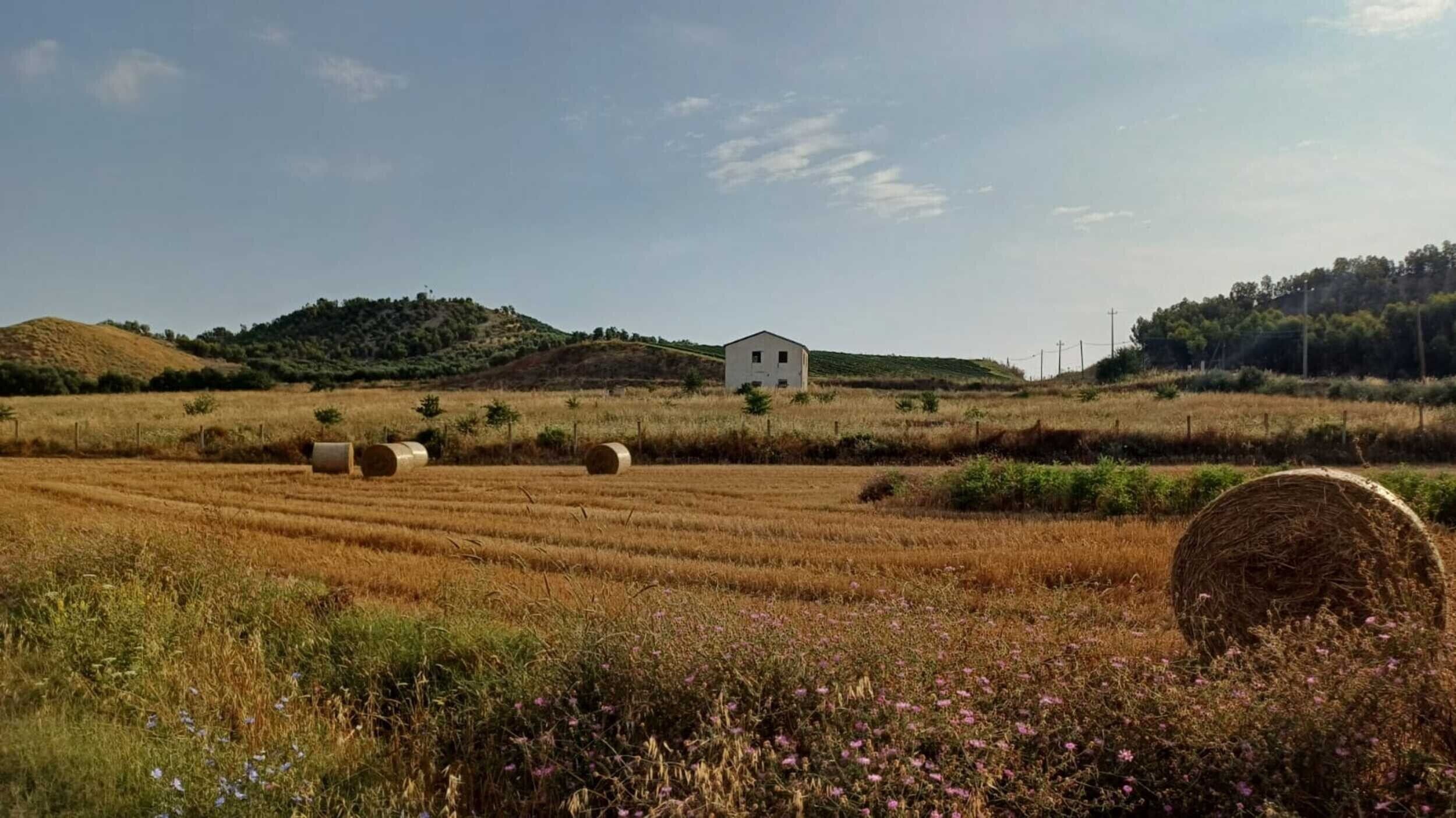 Paisaje rural con un edificio blanco, fardos de heno y un campo de flores.