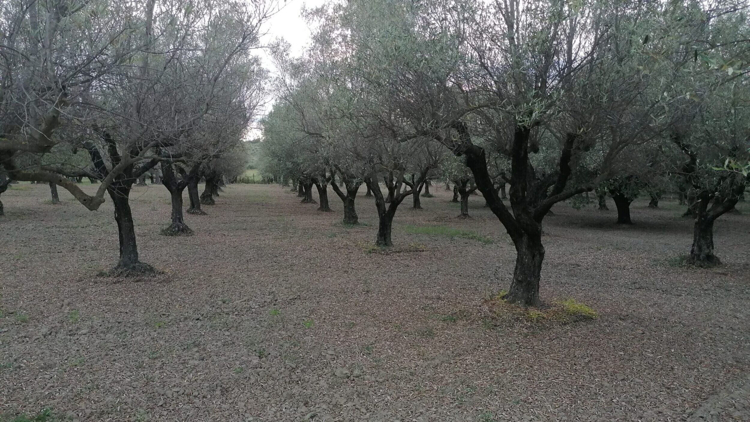 An orchard with rows of trees and a ground covered with dry leaves.