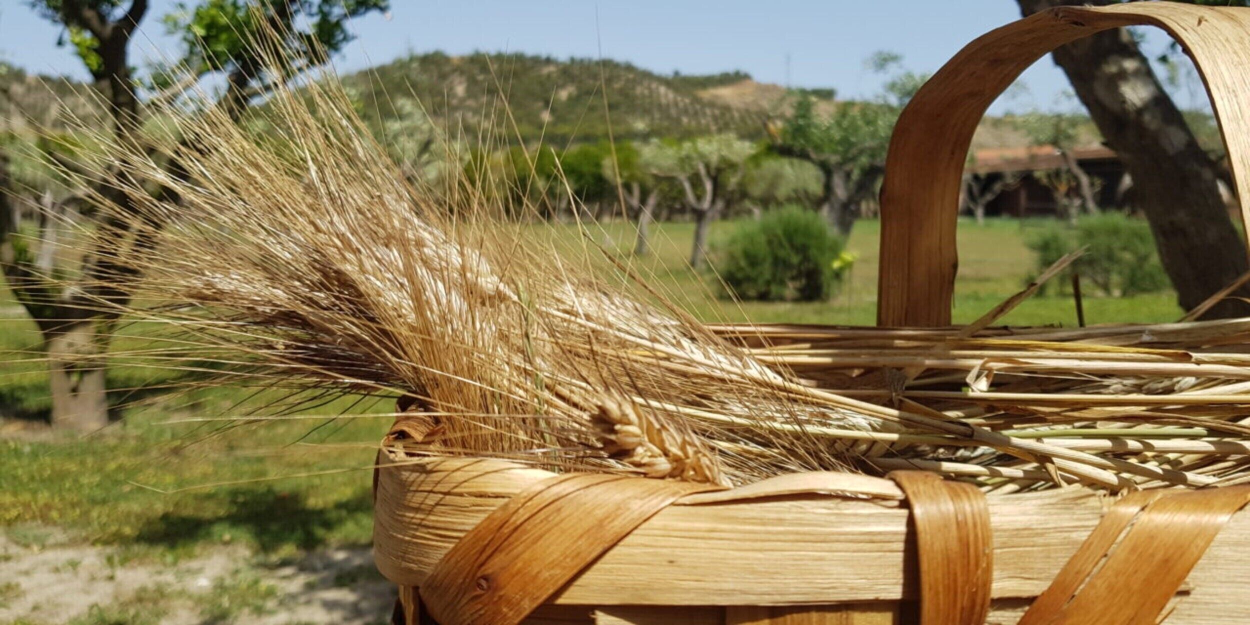Un cesto intrecciato pieno di spighe di grano.