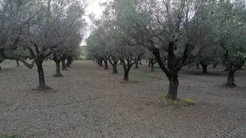 An orchard with rows of trees and a ground covered with dry leaves.