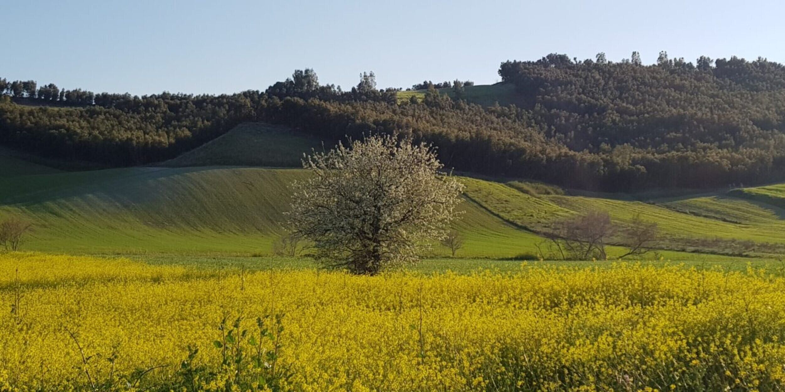 A field of yellow flowers with a tree in the foreground and rolling hills in the background.