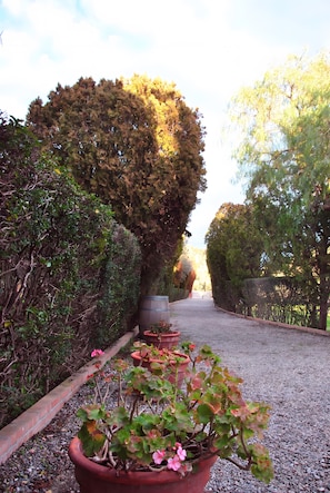 A gravel pathway flanked by neatly trimmed hedges and potted plants.