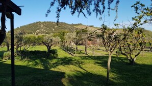 Une zone herbeuse avec des arbres et une colline en arrière-plan.