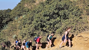 A group of people hiking on a rocky trail surrounded by dense vegetation.