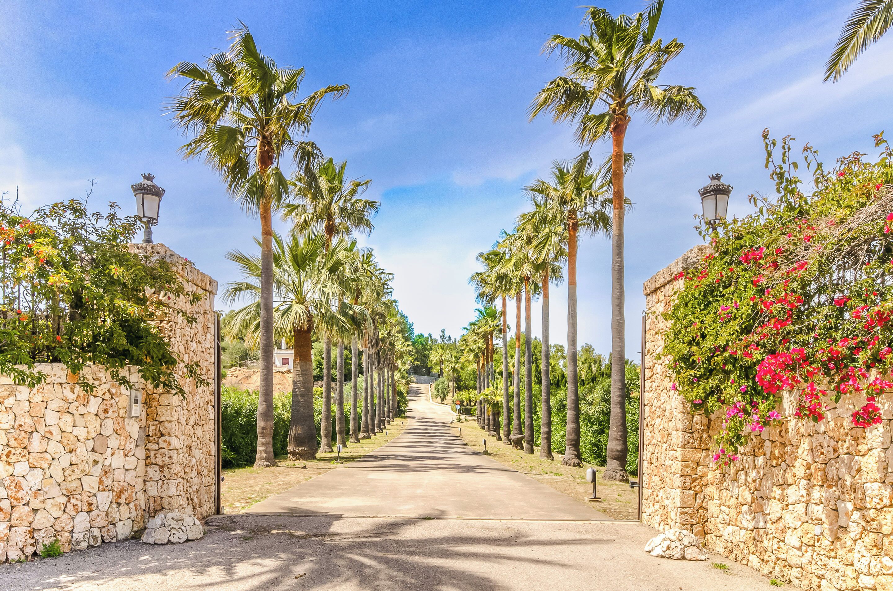 A pathway flanked by stone walls and palm trees leading to a building.