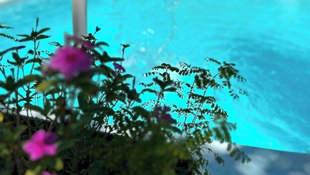Une piscine agrémentée d’un élément décoratif aquatique, entourée de verdure et bordée d’une architecture moderne.