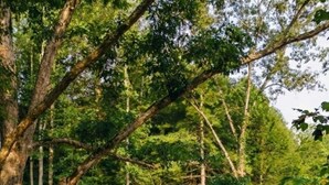 A two-story cabin with a balcony, surrounded by trees. - Modern Silo | Hot Tub | Trailer Friendly | Dogs (Beattyville)