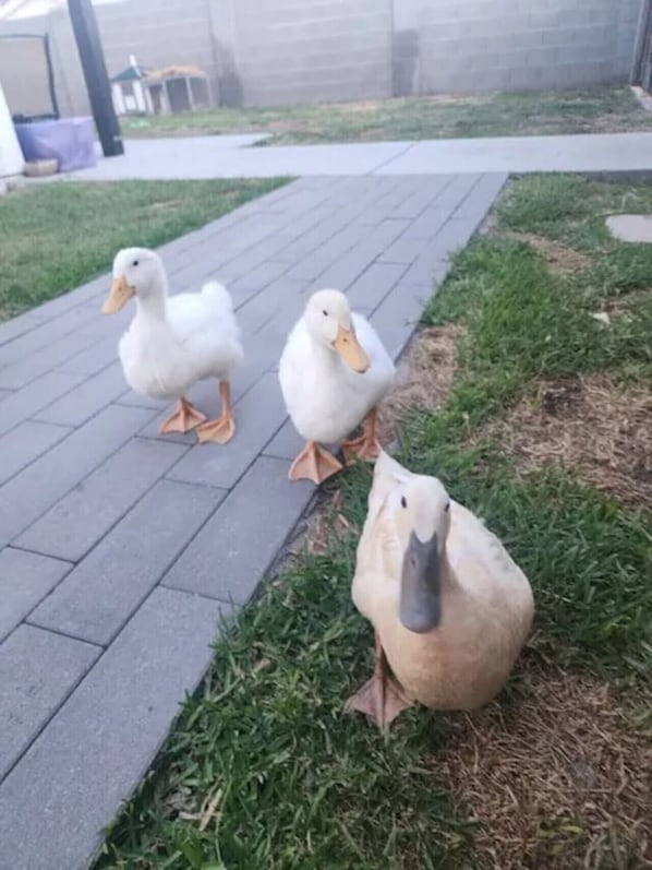 Three ducks on a paved path in a grassy area. - The Compound in downtown (Phoenix)