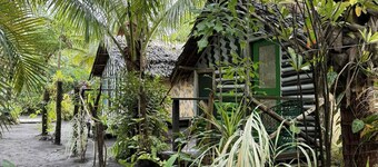 Jungle Oasis 