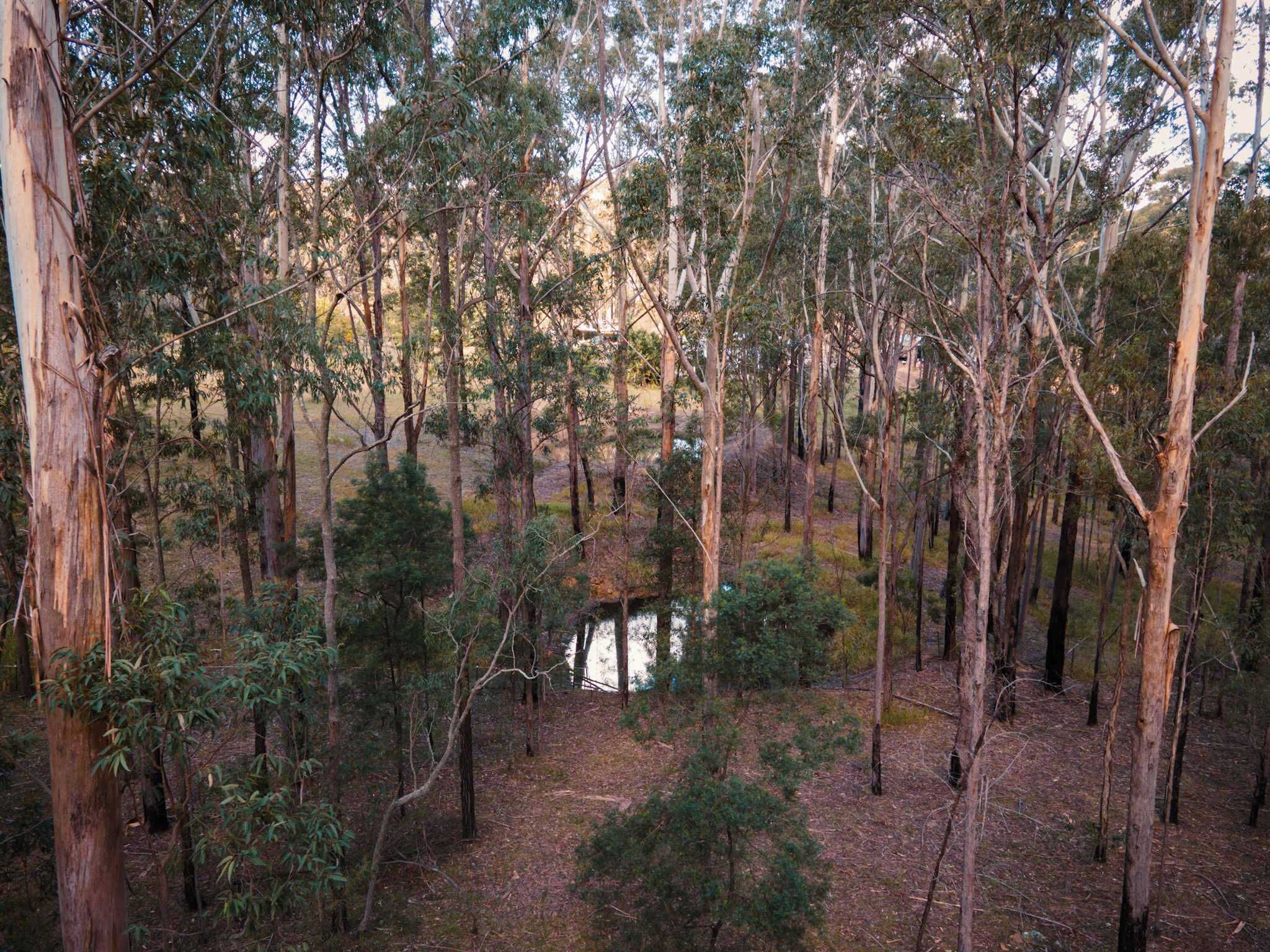A dense forest with tall trees and a small body of water.