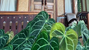 A traditional wooden building with large windows and a covered porch. - Diana's Homestay (Banyuwangi)