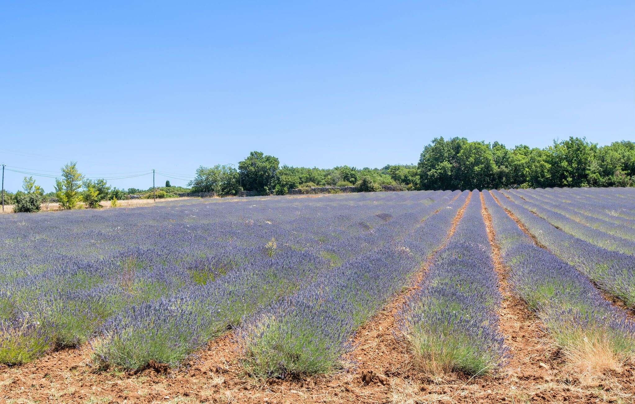 A lavender field with rows of lavender plants.