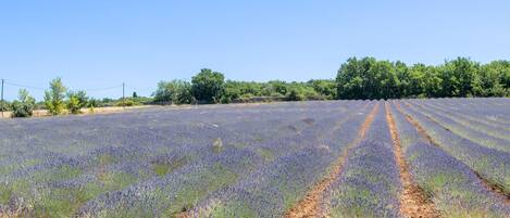 A lavender field with rows of lavender plants.