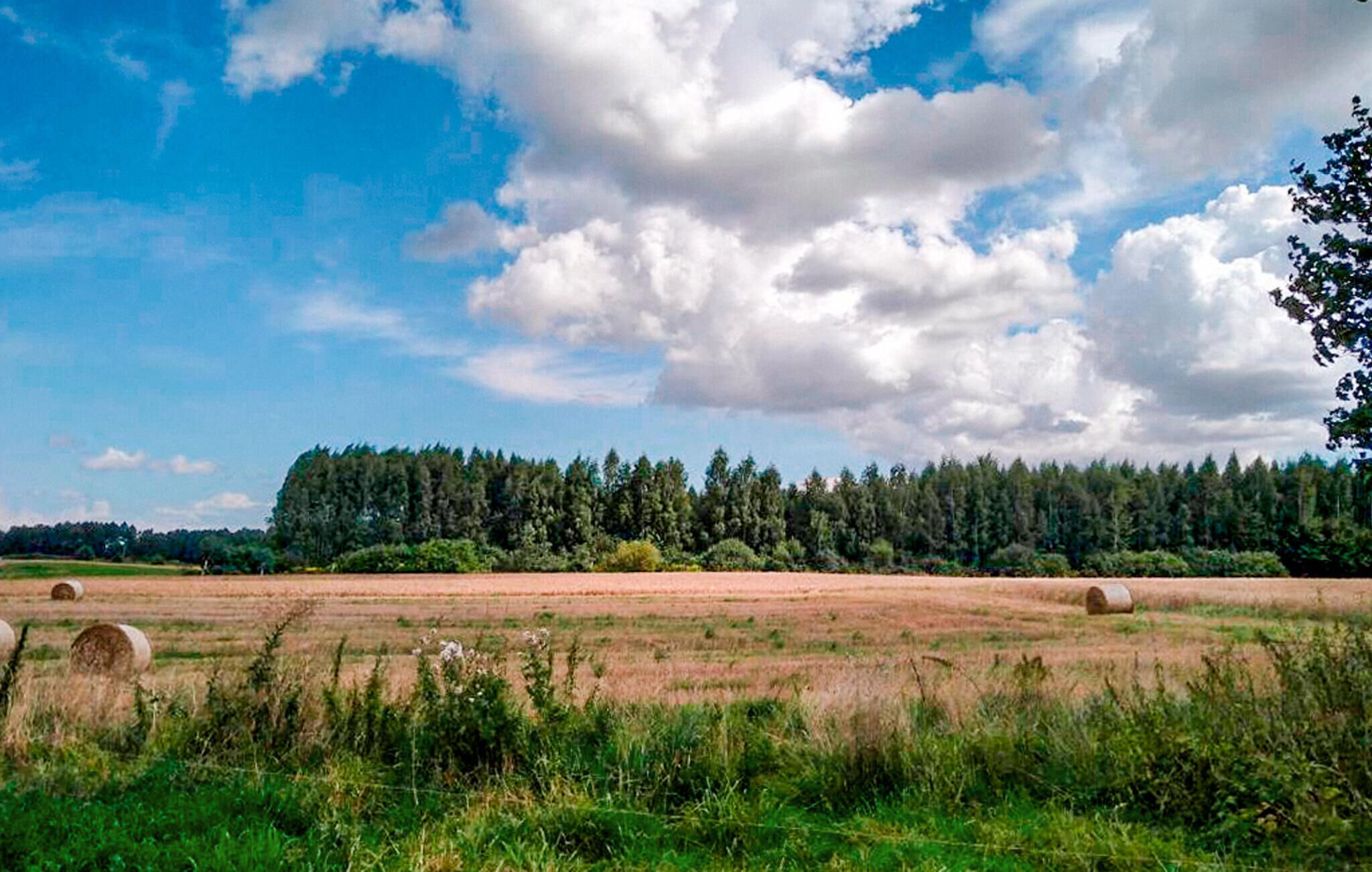 Un paisaje rural con pacas de heno, una fila de árboles y un cielo despejado.