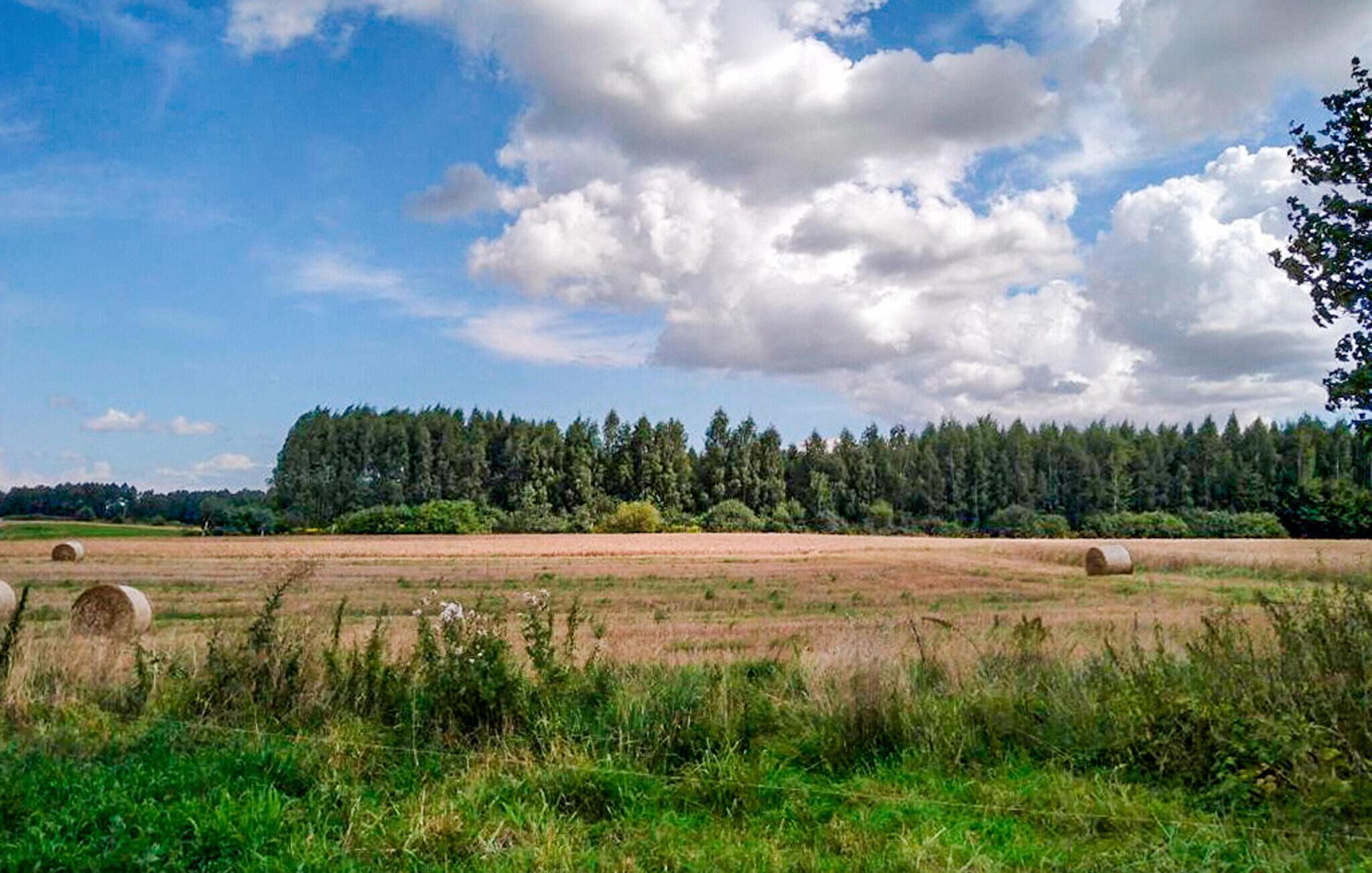 A rural landscape with hay bales, a field, and a forest in the background.