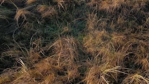 A beach with grassy dunes and the ocean in the background. - Les 3 Koïs (Riec-sur-Bélon)