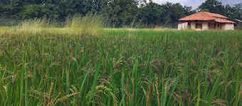 Organic Farmhouse amidst Bandhawgadh Tiger Reserve