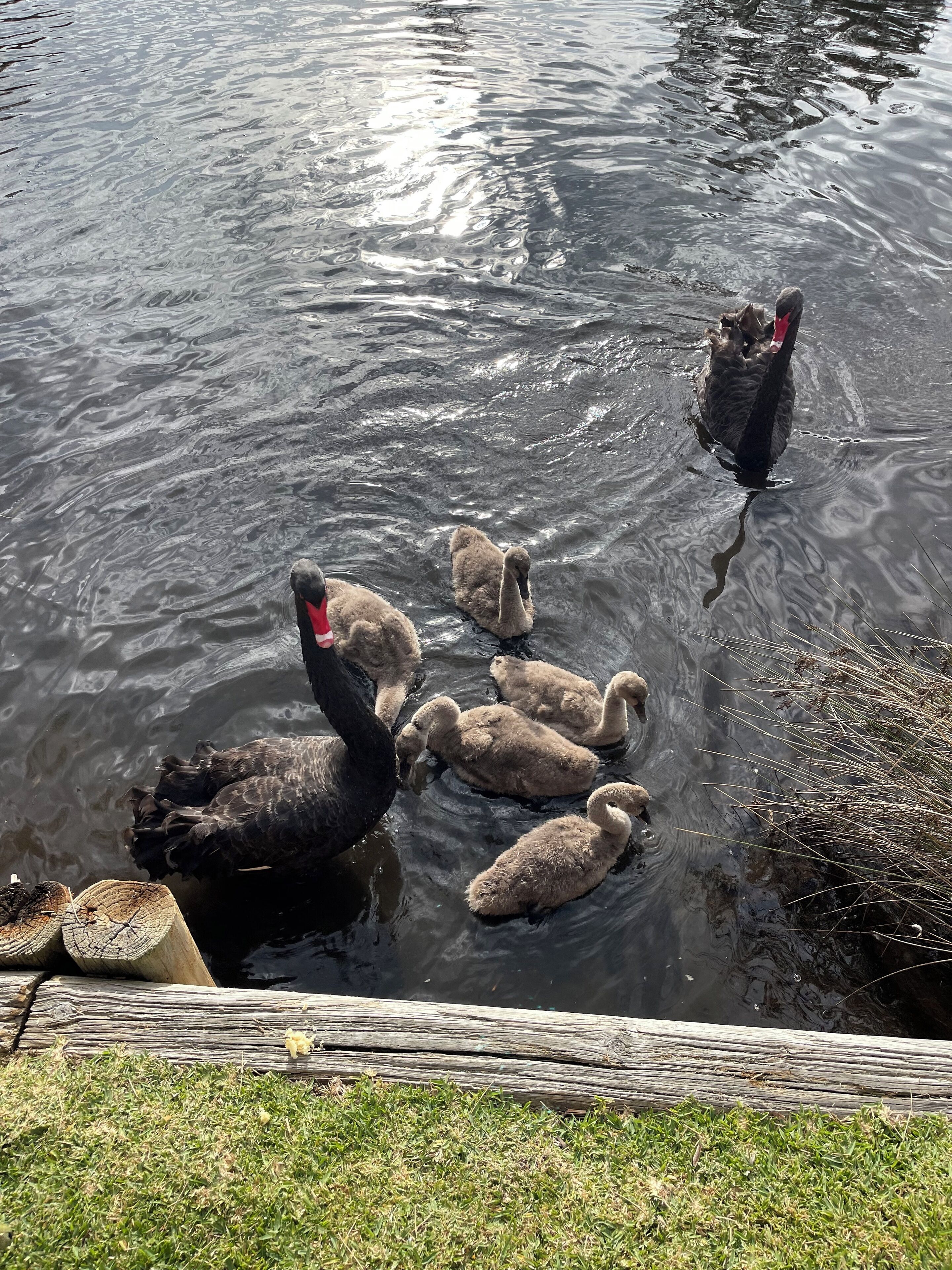 Un groupe de cygnes nage dans un étang, avec une clôture en bois visible au premier plan.