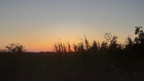 A sunset over a field with tall grasses and a clear sky.
