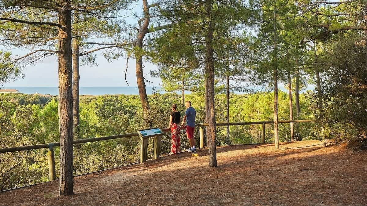 A forested area with a wooden viewing platform and a sign.