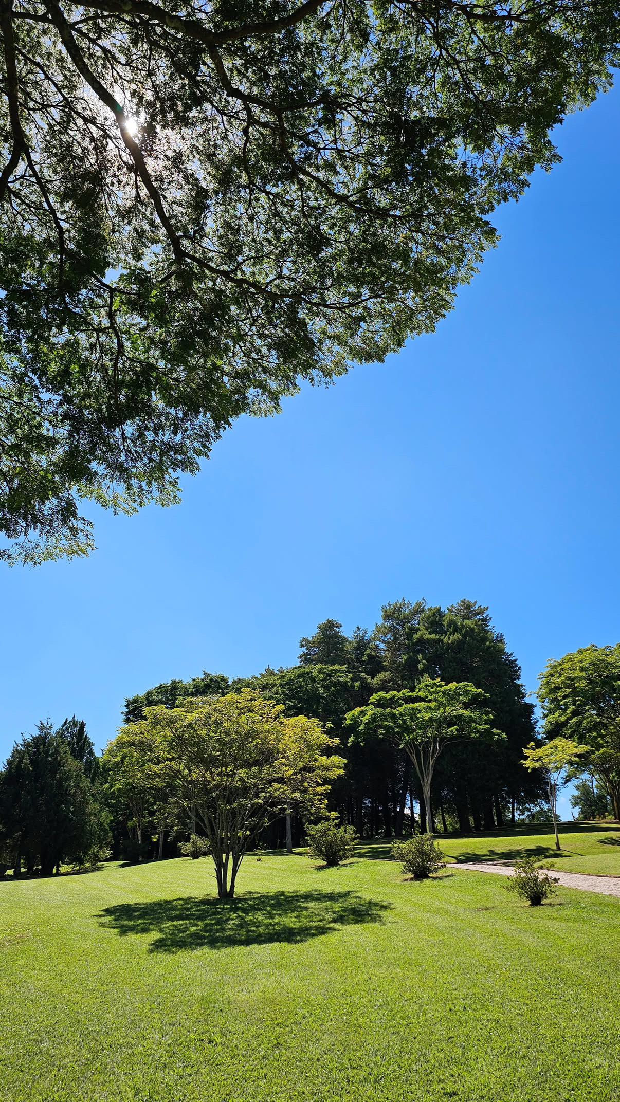 Ein Park mit verschiedenen Bäumen und einem wolkenlosen, blauen Himmel.