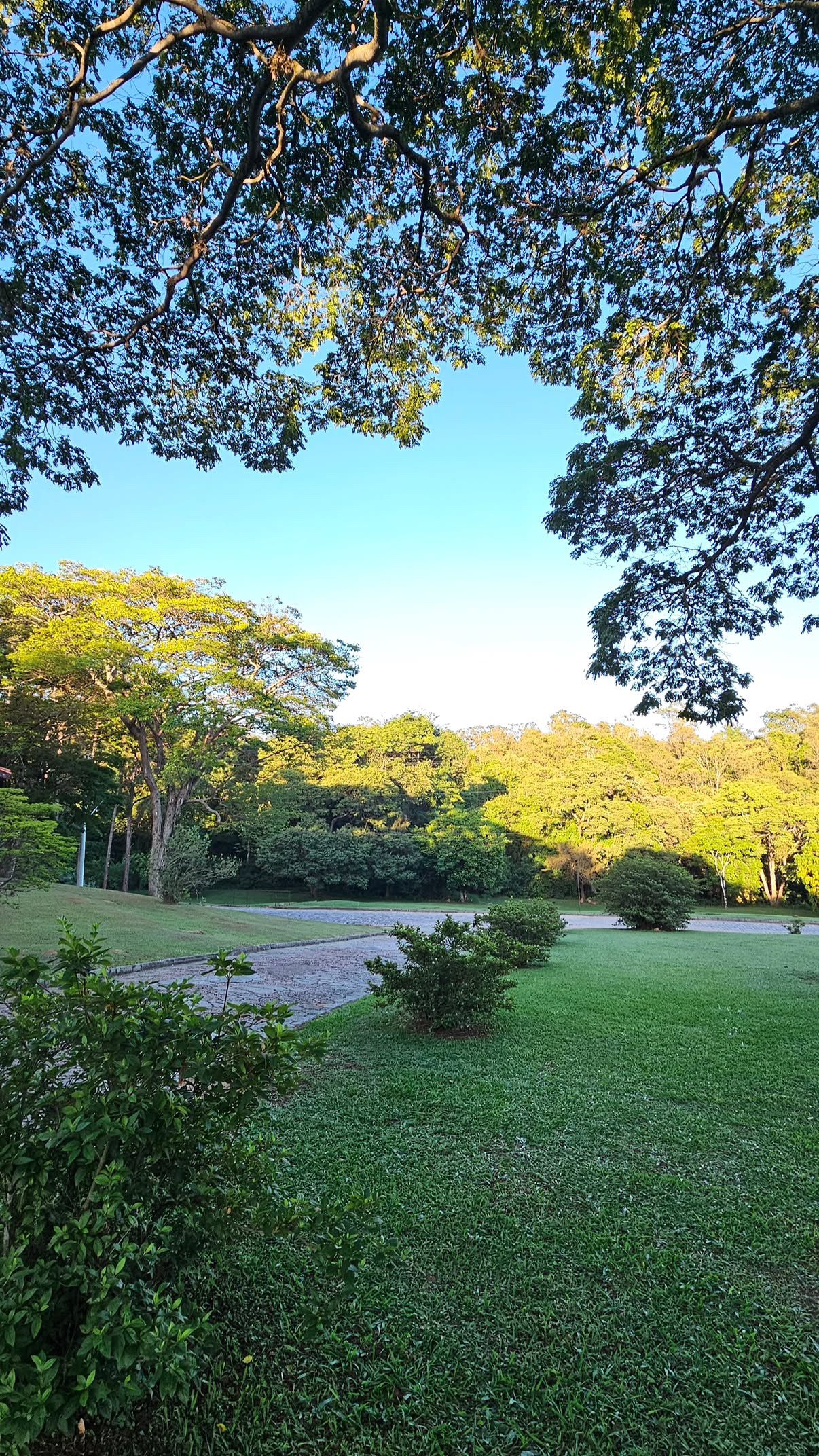 Un parco con una zona erbosa, alberi e cielo sereno.