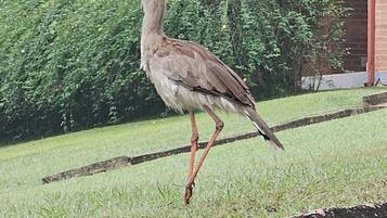 A bird walking on grass with a building and a bush in the background.