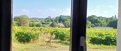 Une vue à travers une fenêtre donnant sur un paysage de vignes, un mur de pierres et un ciel dégagé.