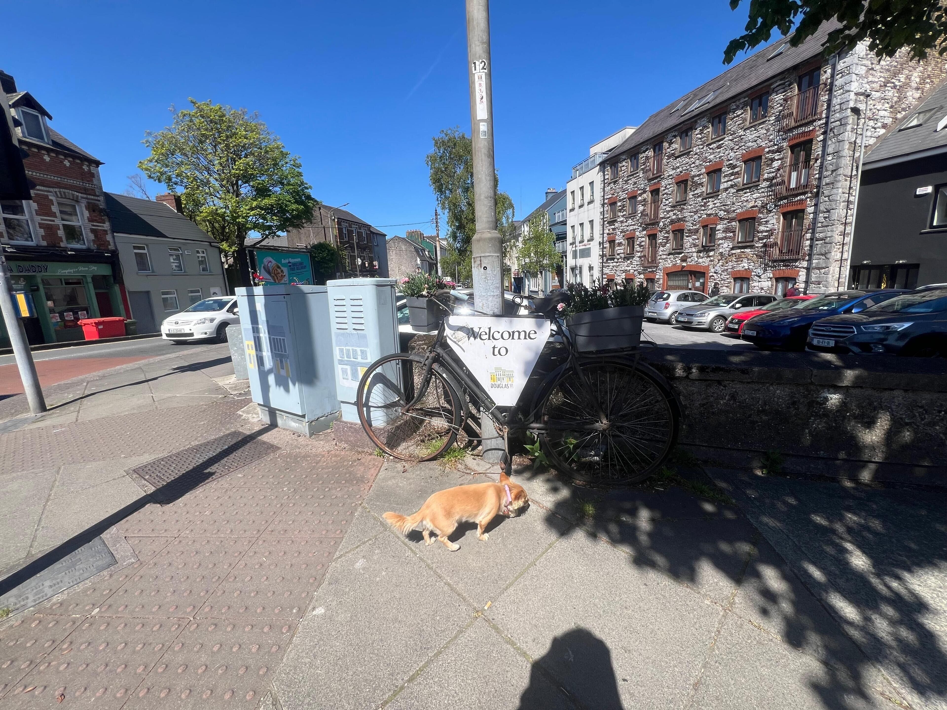 A street scene with a bicycle parked by a utility box, a dog on the sidewalk, and parked cars.