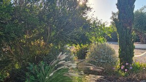 A gravel pathway surrounded by various shrubs and a tall coniferous tree.