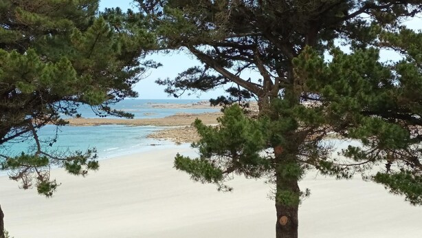 A beach with clear blue water and sandy shore, surrounded by trees.