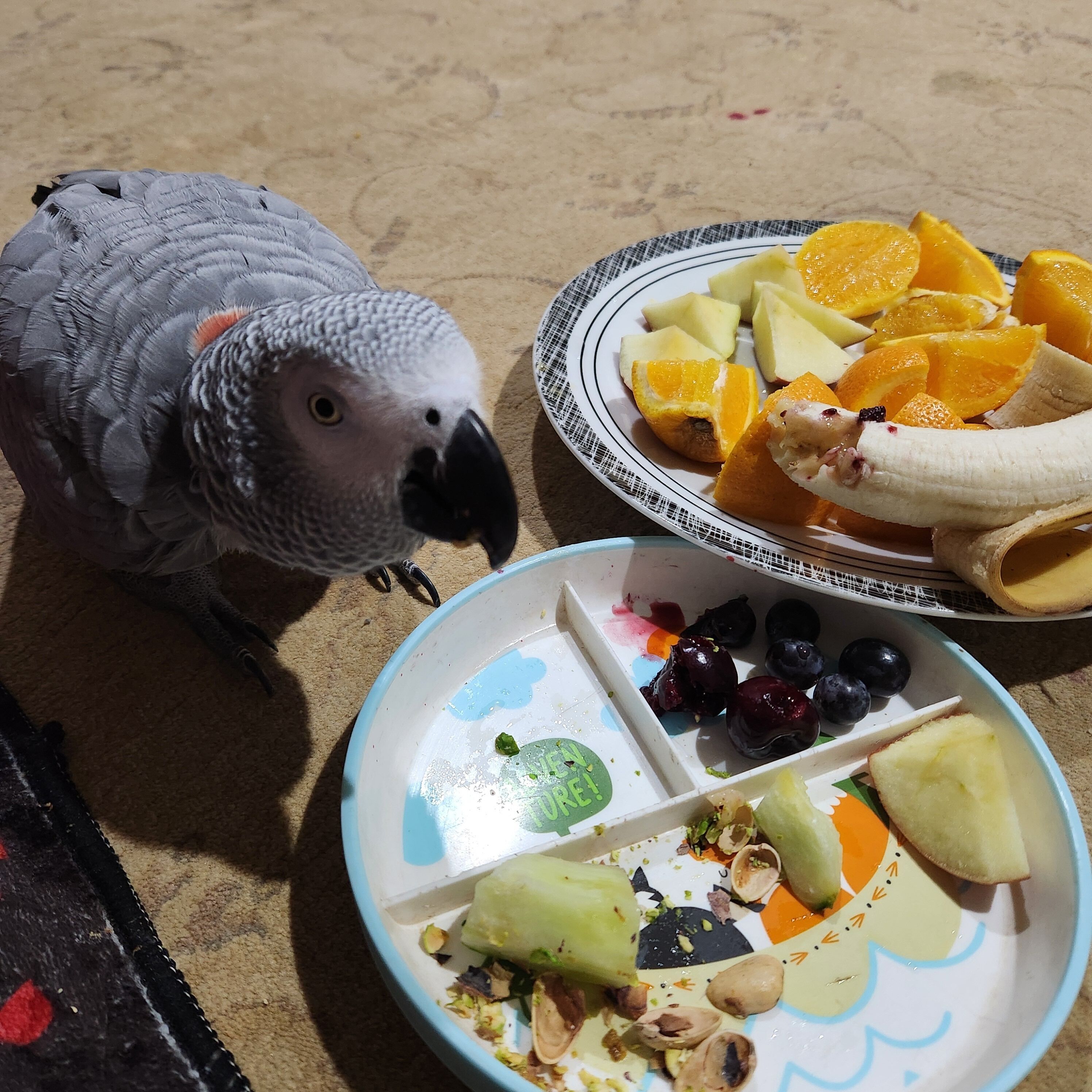 Ein Papagei in der Nähe einer Obst- und Nussplatte auf sandigem Untergrund.