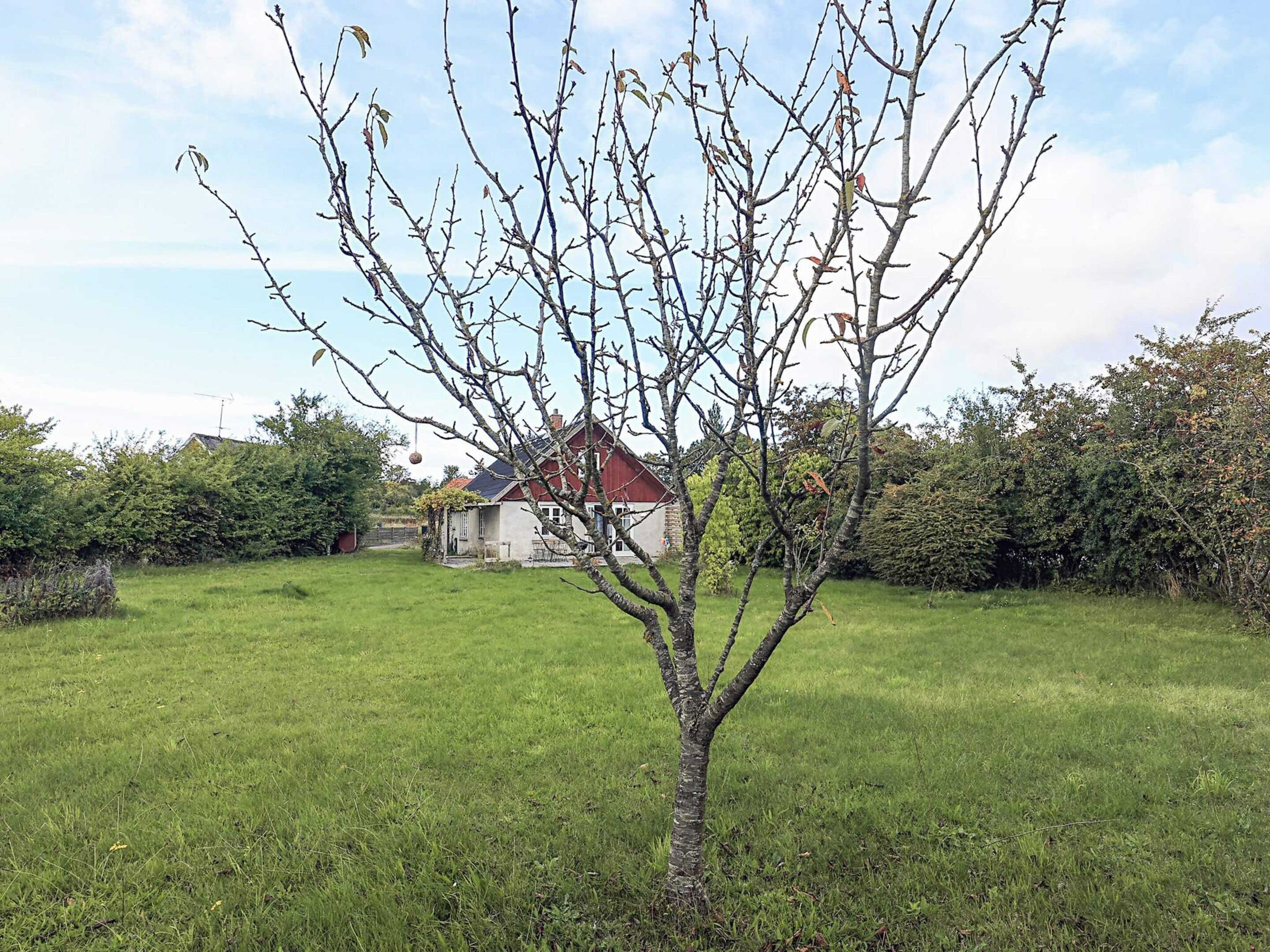 Ein einzelner Baum auf einer Rasenfläche, im Hintergrund ein Haus.