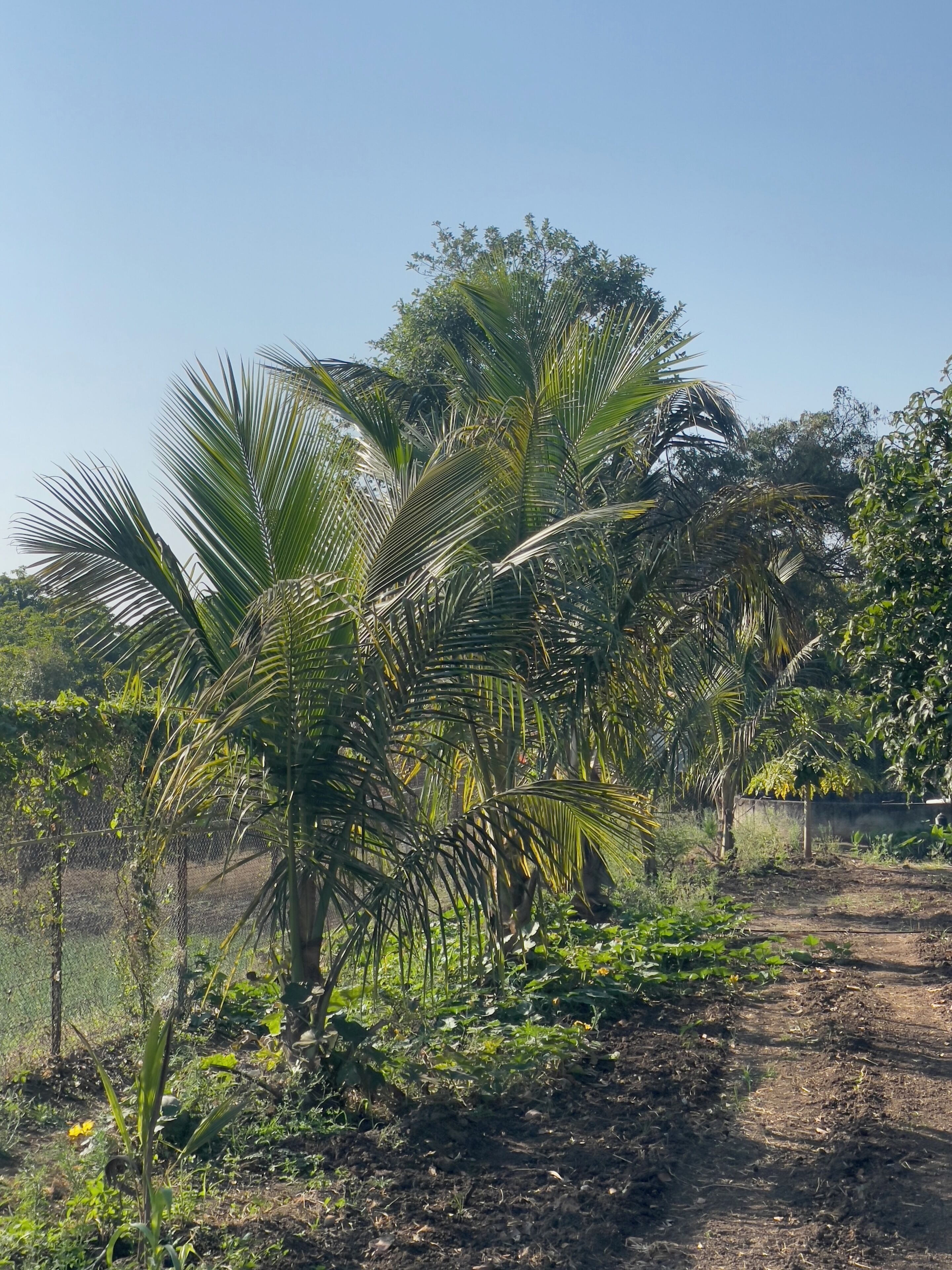 A dirt path surrounded by lush greenery and palm trees.