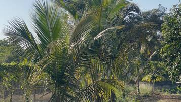 A dirt path surrounded by lush greenery and palm trees.