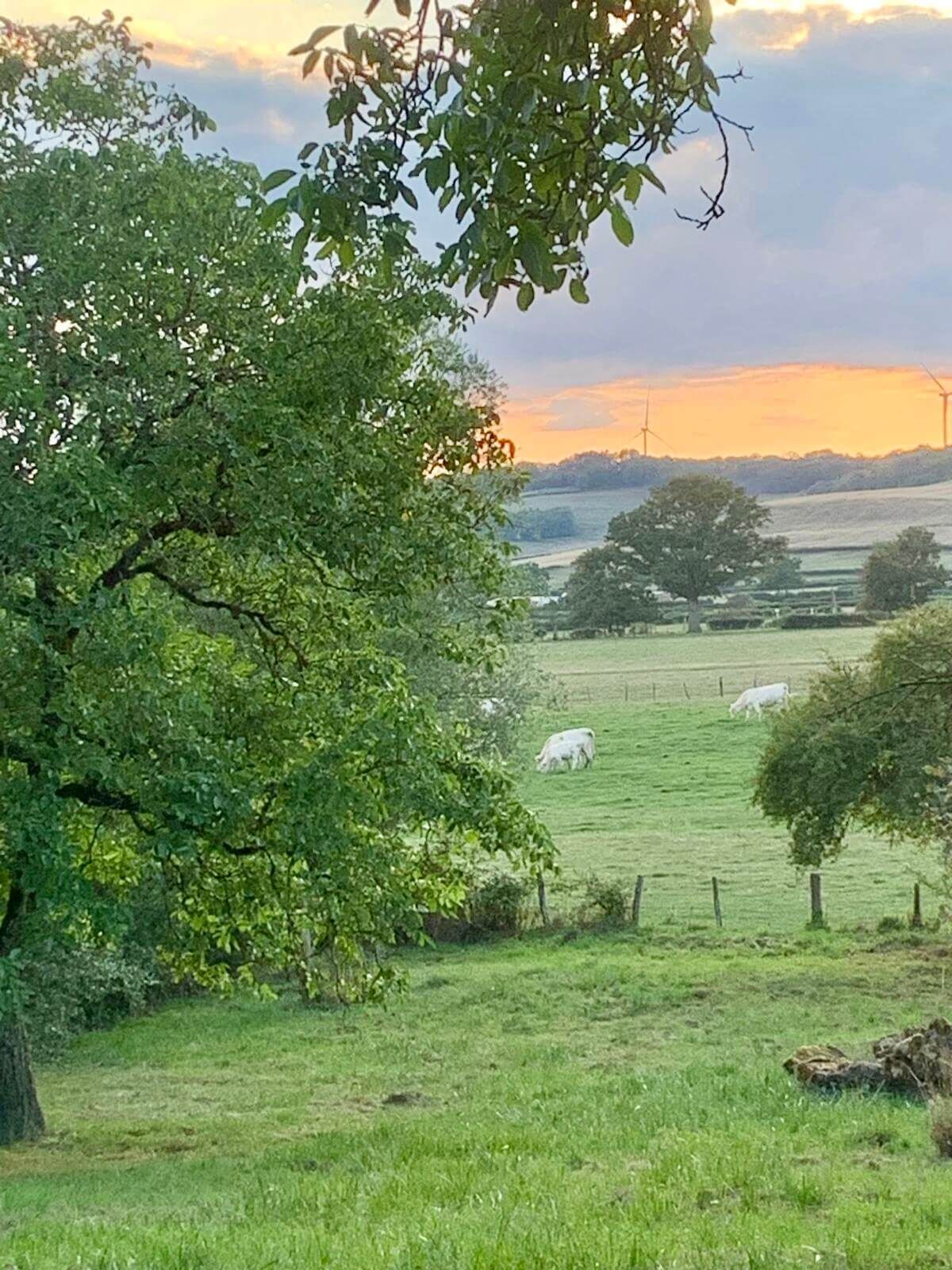 A rural landscape with a large tree in the foreground, a grassy field with cows, and wind turbines in the distance.