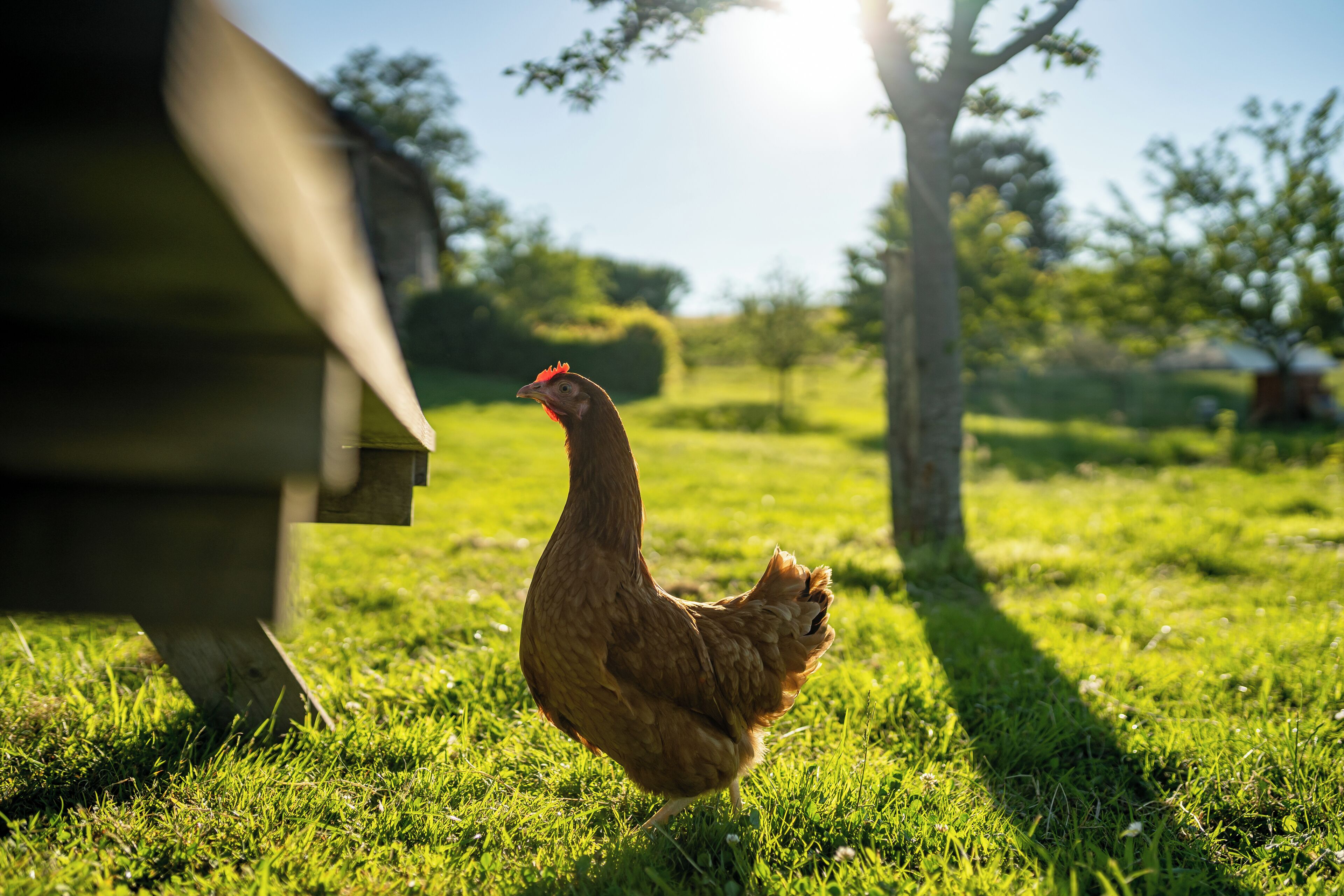 Un pollo caminando sobre un campo cubierto de hierba, con una estructura de madera al frente.