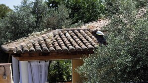 Una piscina con solárium empedrado, una pérgola con cortina blanca y olivos al fondo.