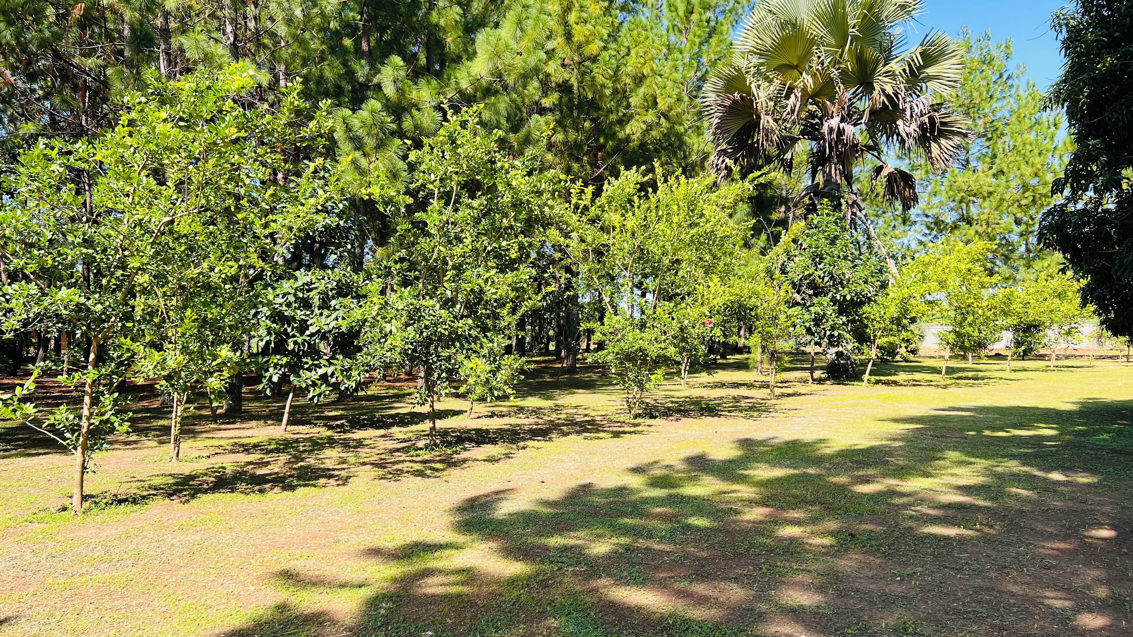 Jardines del alojamiento