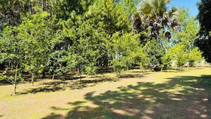 Un jardín bien cuidado con varios árboles y arbustos, cielo despejado y un sendero de tierra.