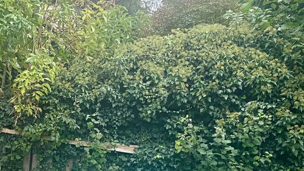 Deux fauteuils de jardin turquoise, dotés d’une structure et de roulettes blanches, sont placés sur une pelouse verdoyante, avec une haie dense en arrière-plan.