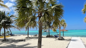 A beach with palm trees, a clear blue sky, and a calm sea.