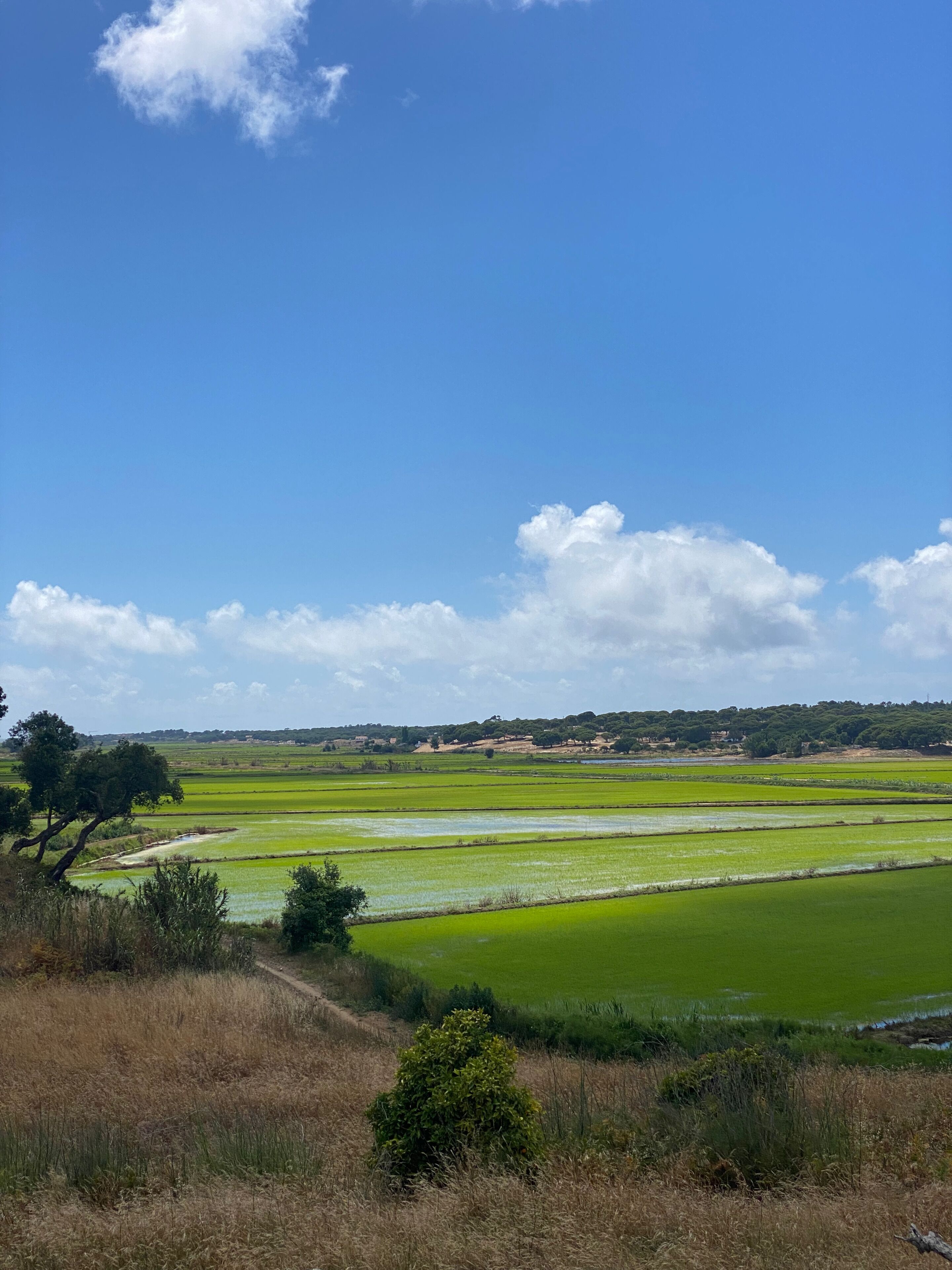 Un paysage composé de champs verdoyants, d’un ciel dégagé et d’arbres qui se dressent à l’horizon.