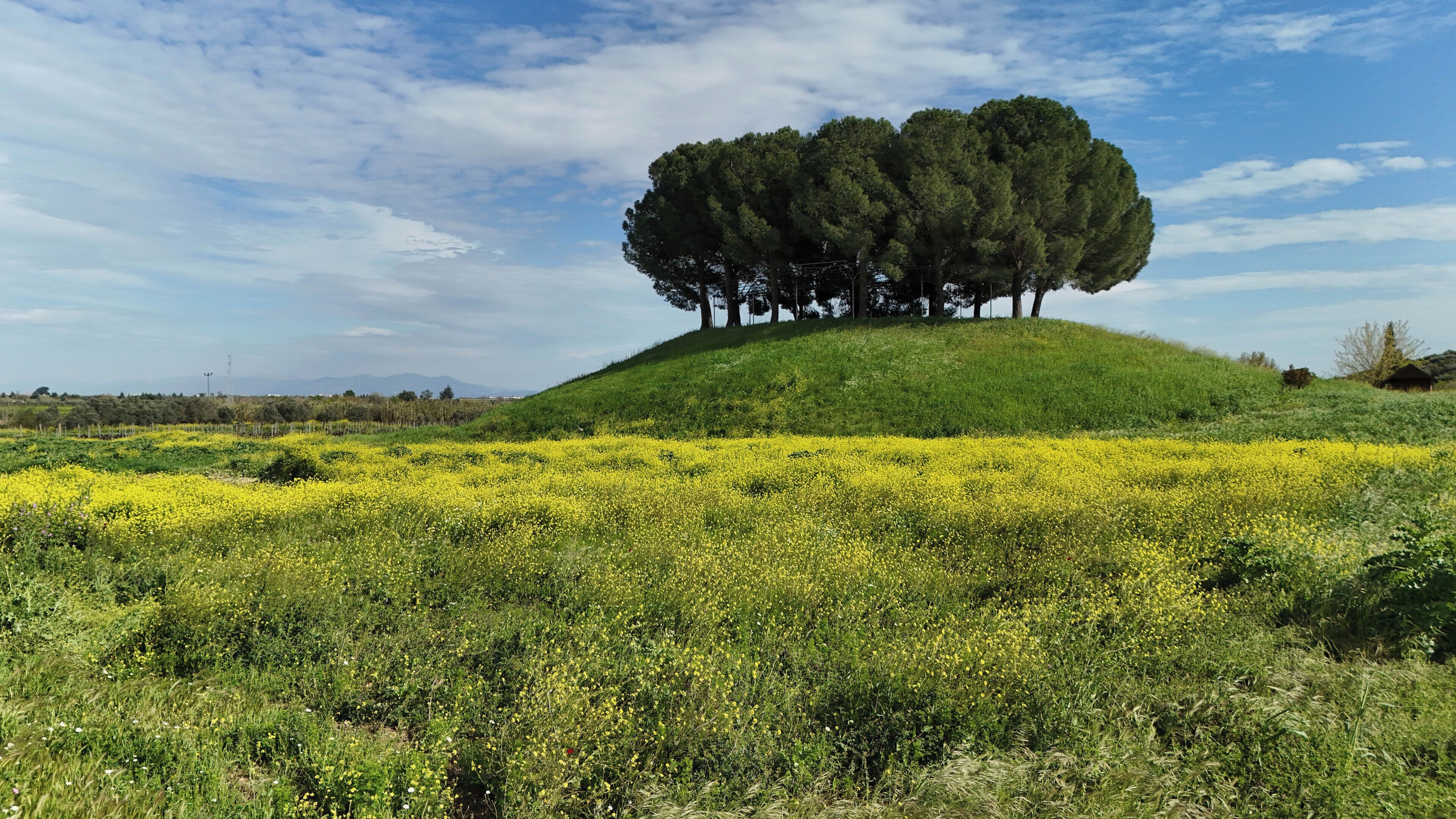 Una colina con un grupo de árboles y un campo de flores amarillas.