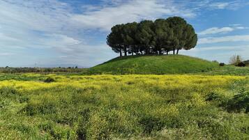 Una colina con un grupo de árboles y un campo de flores amarillas.