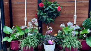 Un giardino con vasi di piante e ombrelloni colorati a righe.