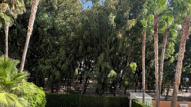 A rectangular swimming pool with a tiled border, surrounded by well-maintained grass and palm trees. - Romantic flat 3 min from the beach and 1 min from golf course (VC)