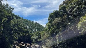 Un río con una orilla arenosa y un bosque denso a ambos lados.
