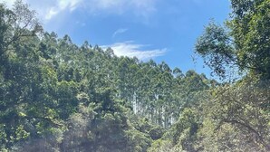 Un río con rocas grandes y un bosque denso al fondo.