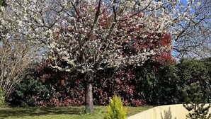 A garden with a large flowering tree, a small conifer, and a well-maintained lawn.